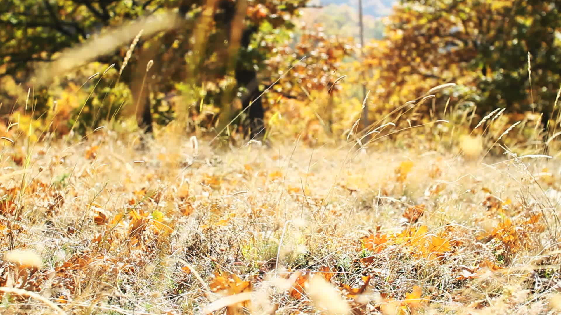 秋天的天然黄金视频的预览图
