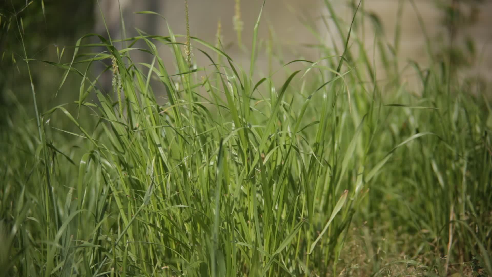 我们周围的自然细节非常适合编辑草地上的草叶视频的预览图
