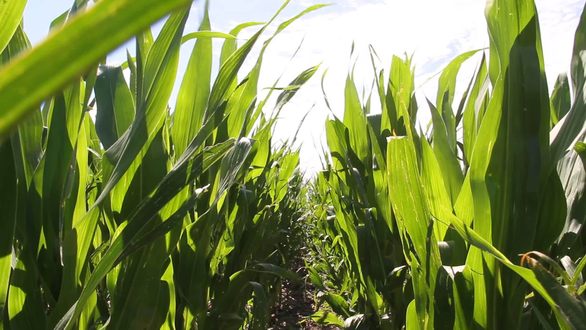 在阿根廷农村种植玉米的农场视频的预览图