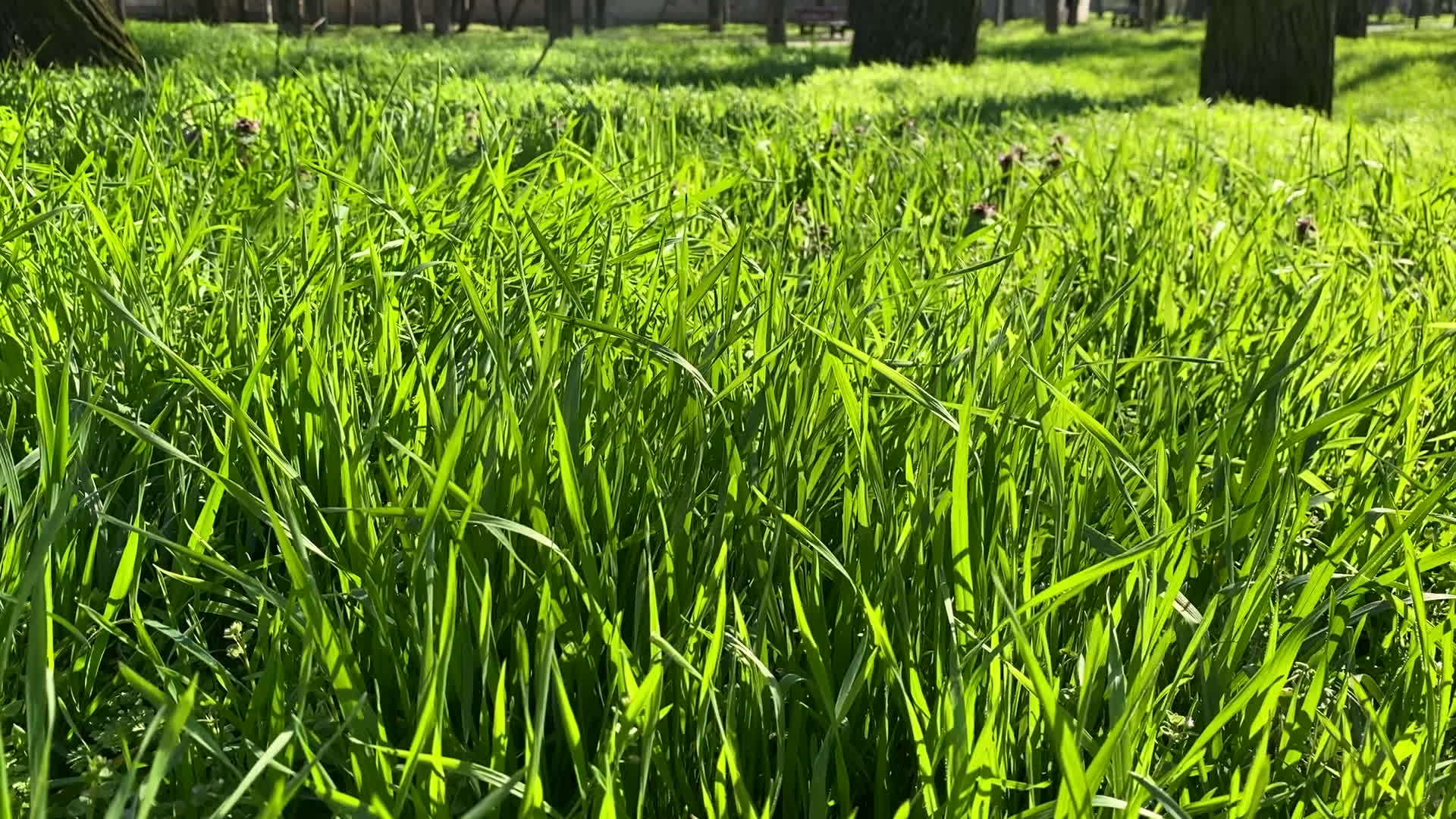 公园里高大的绿草在春天的白天在风中摇曳视频的预览图
