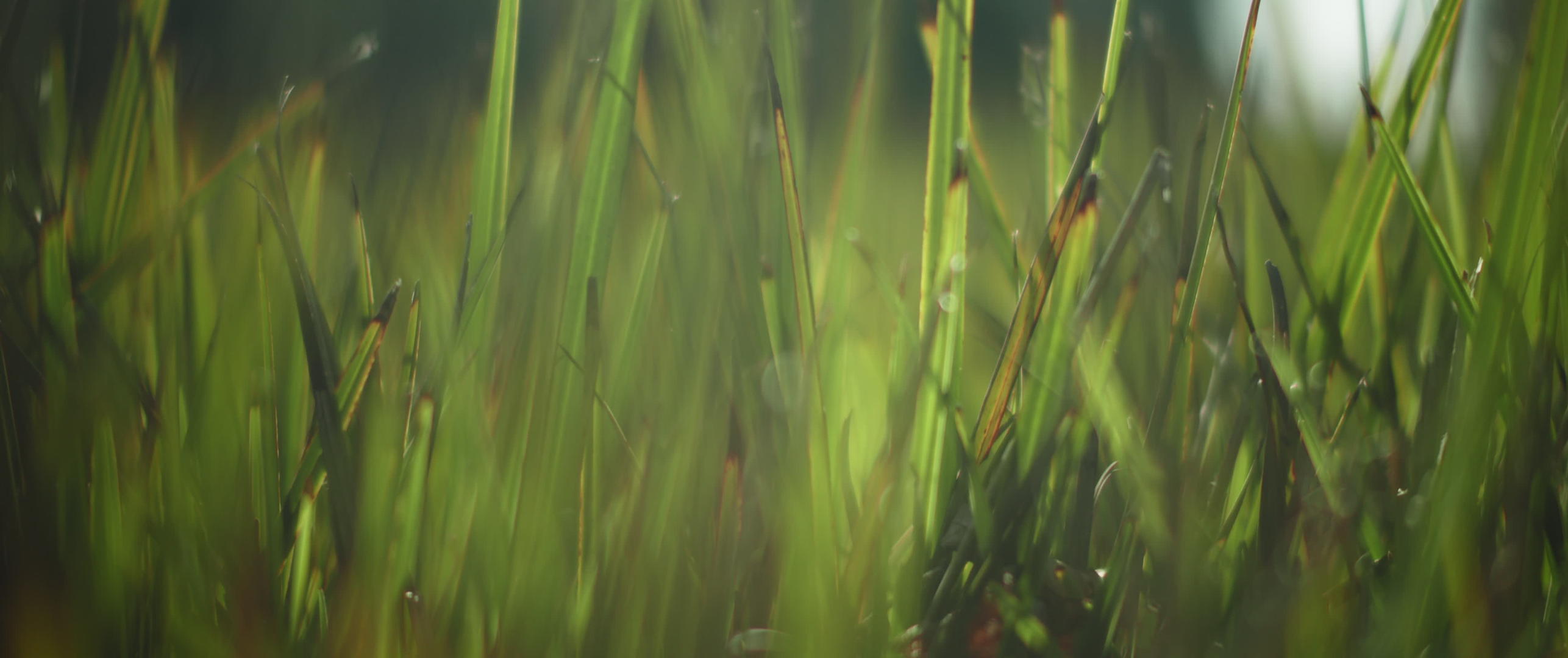 绿草模糊的背景视频的预览图