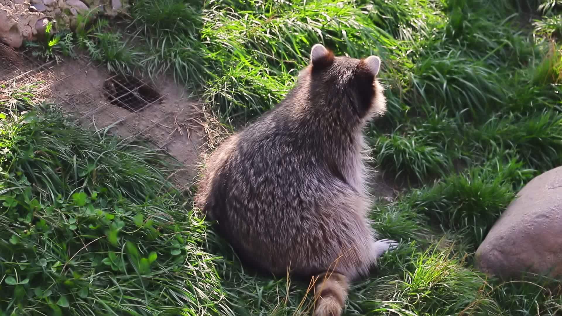 一只美丽的浣熊坐在绿草上视频的预览图