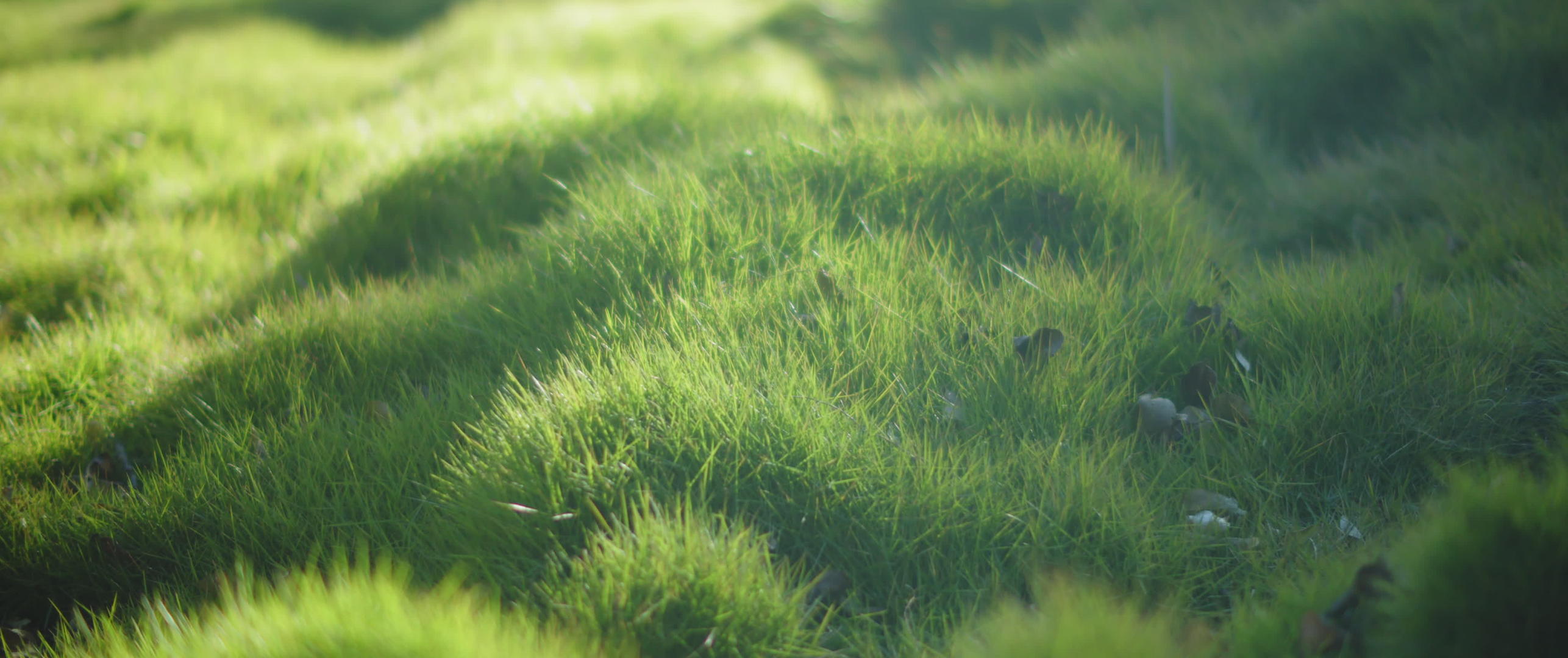 阳光照在绿草上视频的预览图