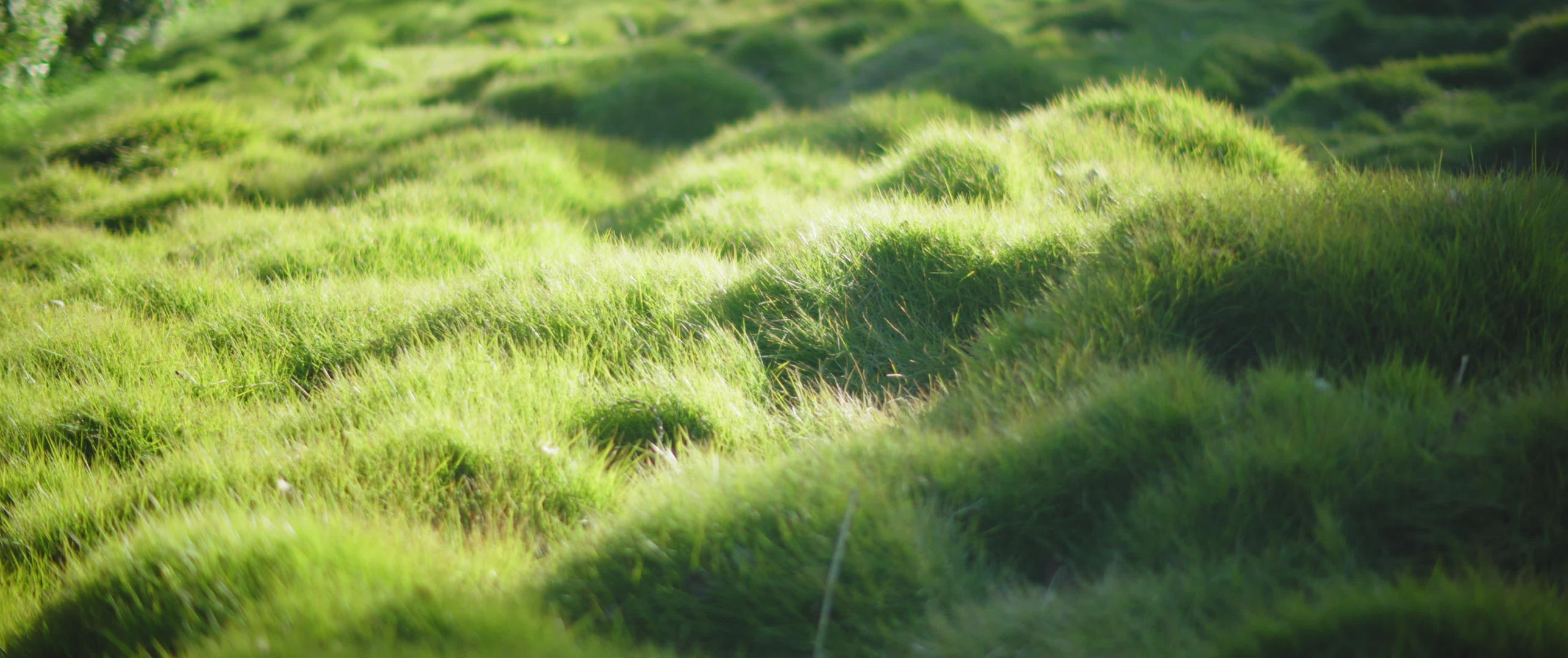 阳光照耀着灿烂的绿草视频的预览图