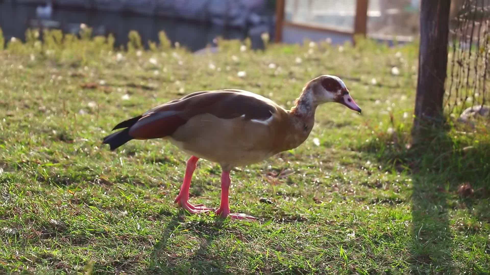 一只美丽的野鸭咬着绿草视频的预览图
