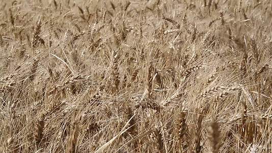在阿根廷农村种植小麦的农场视频的预览图