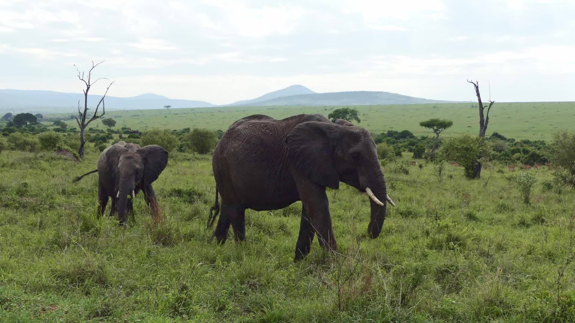 大象妈妈和小牛一起散步一只可爱的小象小牛和一头成年大象视频的预览图