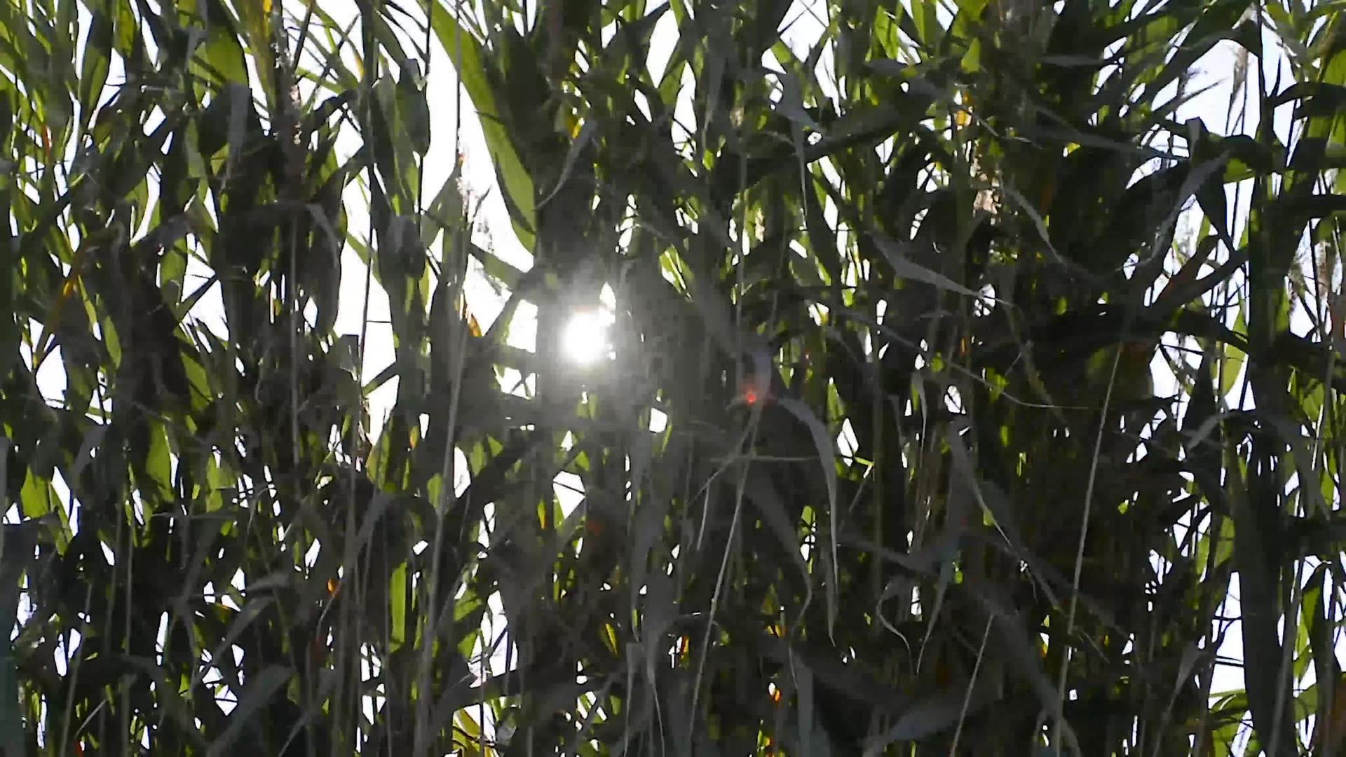 太阳在绿草的后面视频的预览图