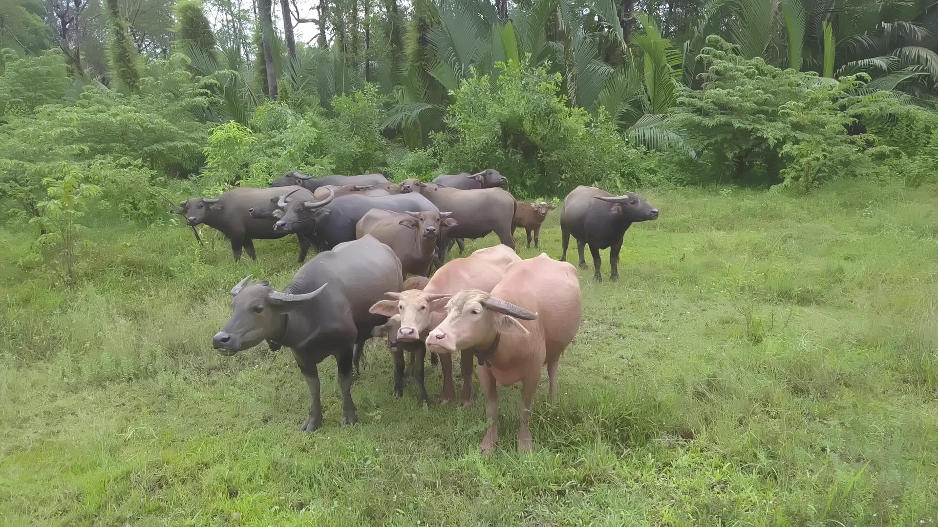 一群亚洲水牛聚集在一起视频的预览图
