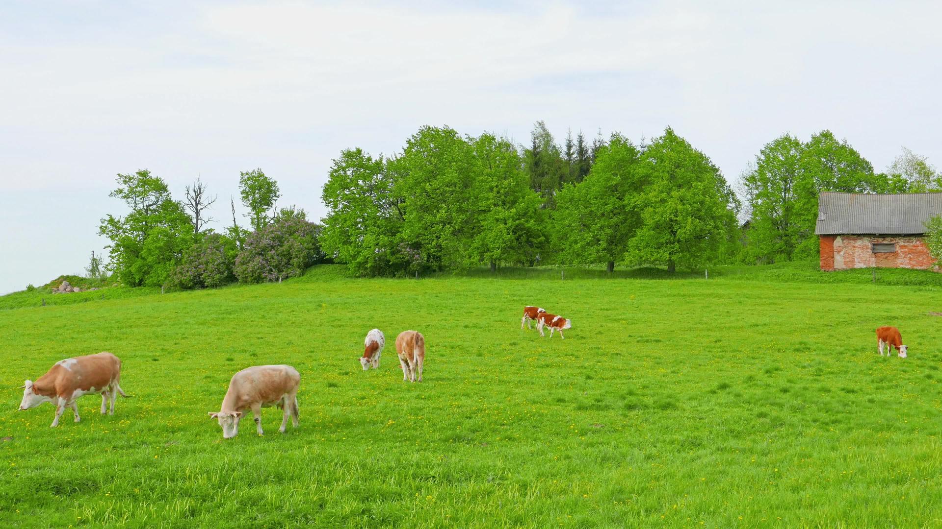 奶牛和小牛在田里吃草视频的预览图