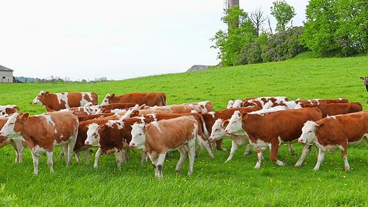 奶牛和小牛在田里吃草视频的预览图