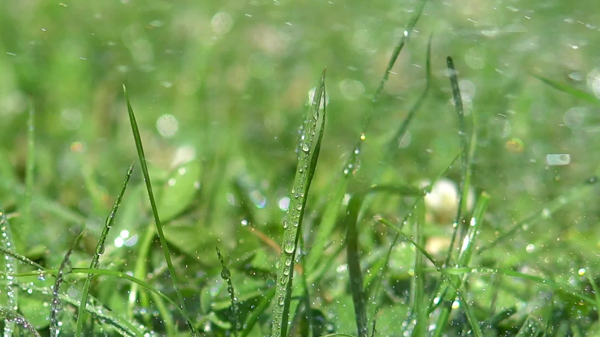 草地附近有雨滴视频的预览图