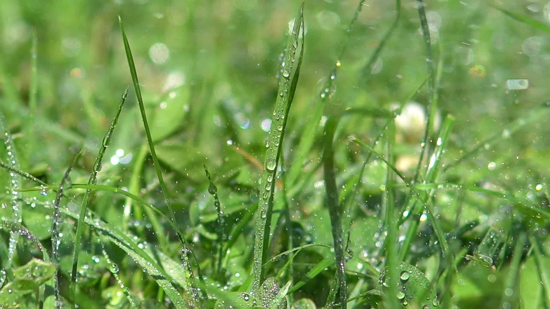 雨滴落在草地上视频的预览图