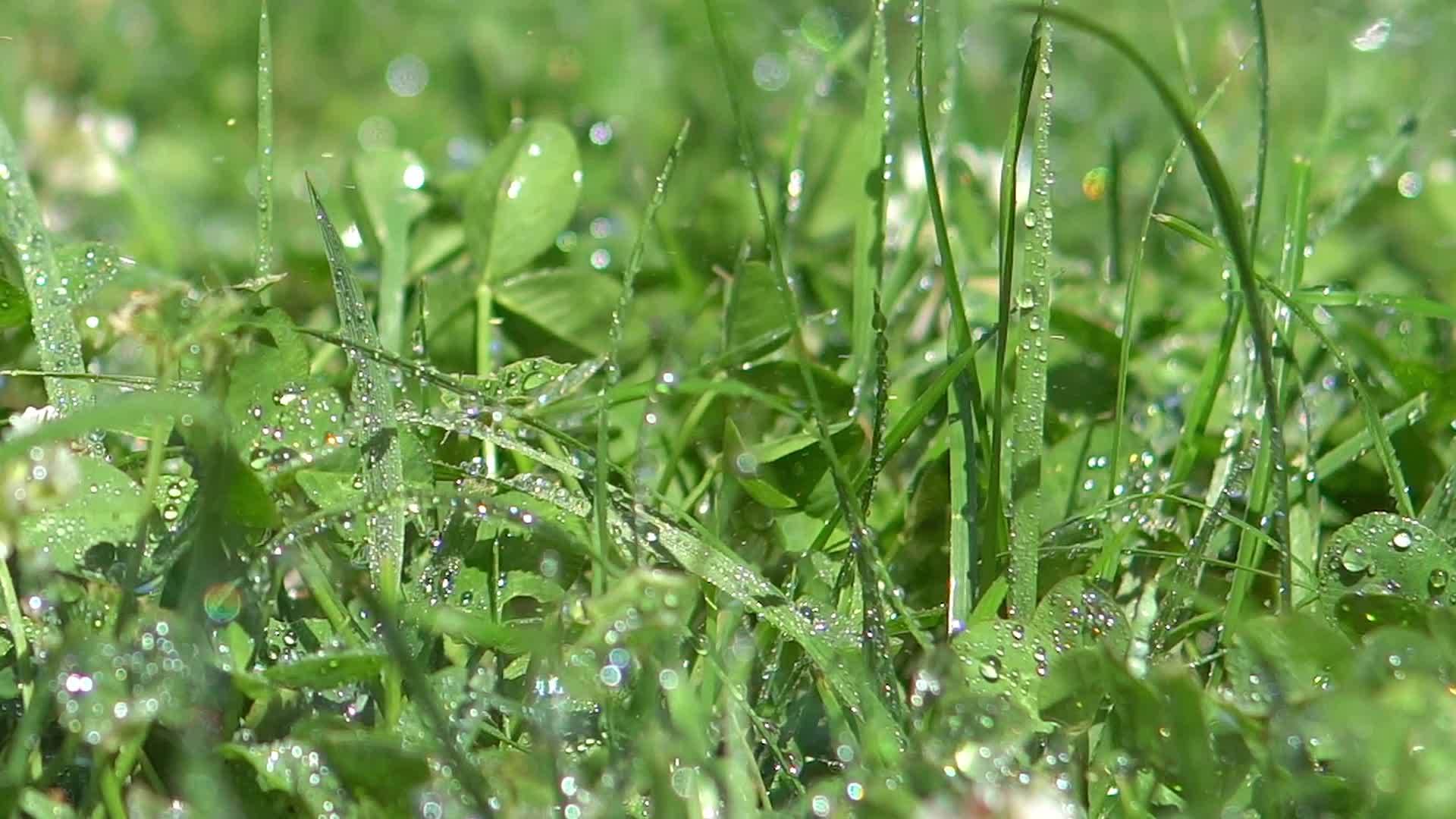 在绿草上浇灌草和水滴在绿草上视频的预览图