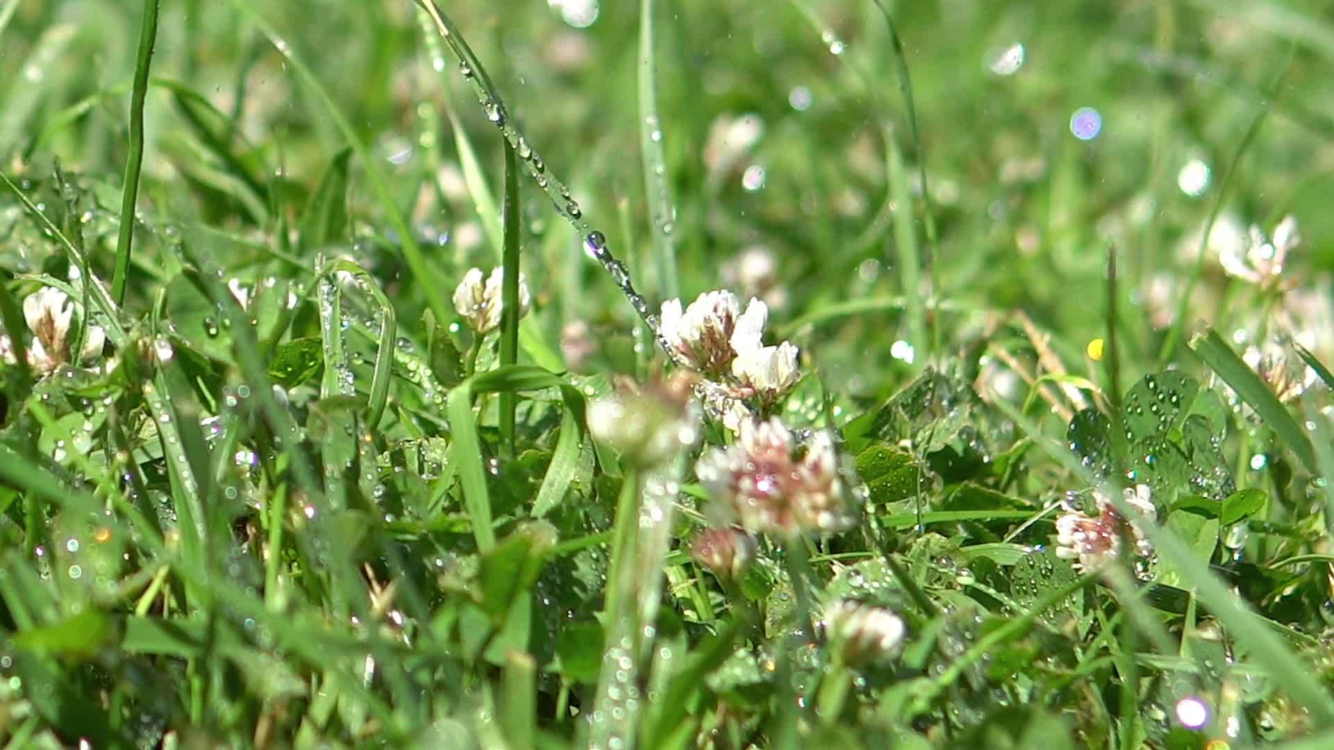 雨水中的新鲜绿草视频的预览图