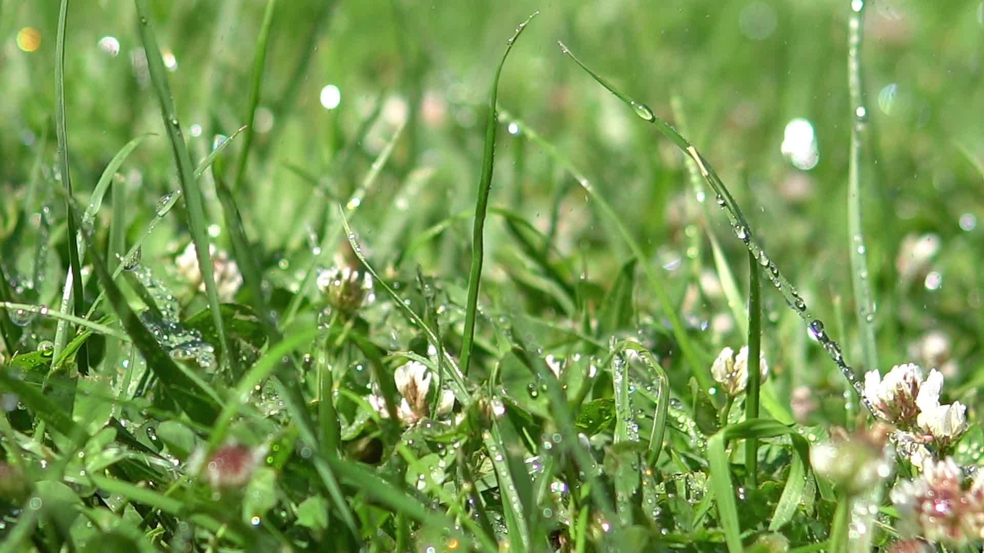 水滴滴落在雨水中的绿草上视频的预览图