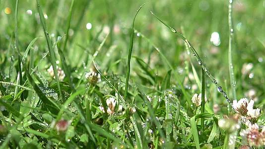 水滴滴落在雨水中的绿草上视频的预览图