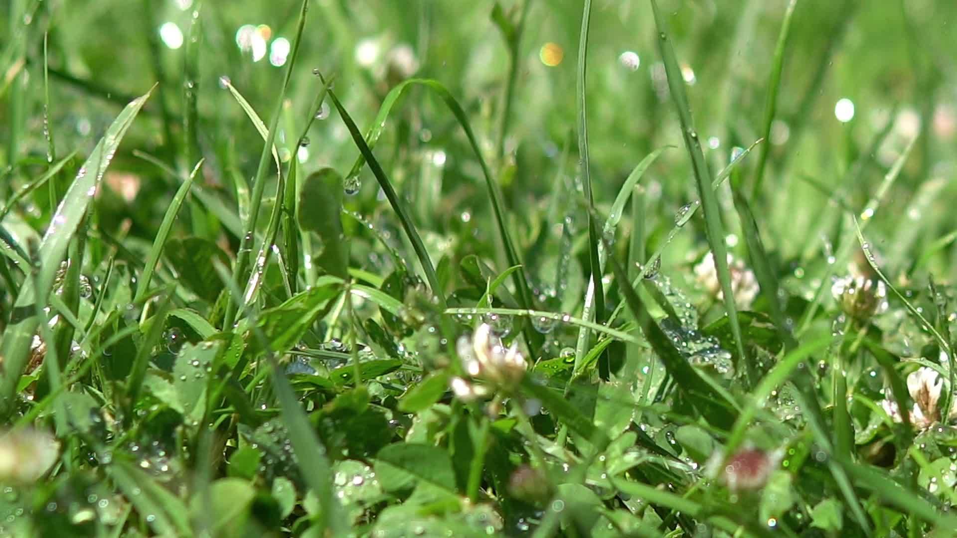水滴落在草地上视频的预览图