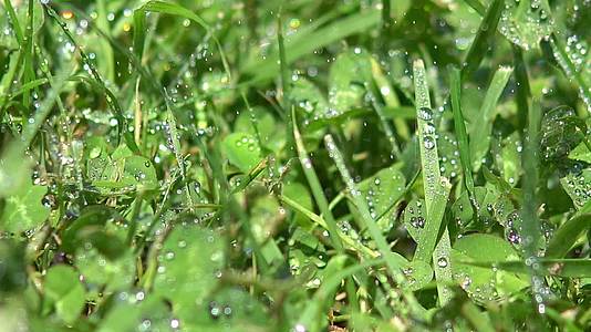 淡水绿草上的水滴视频的预览图