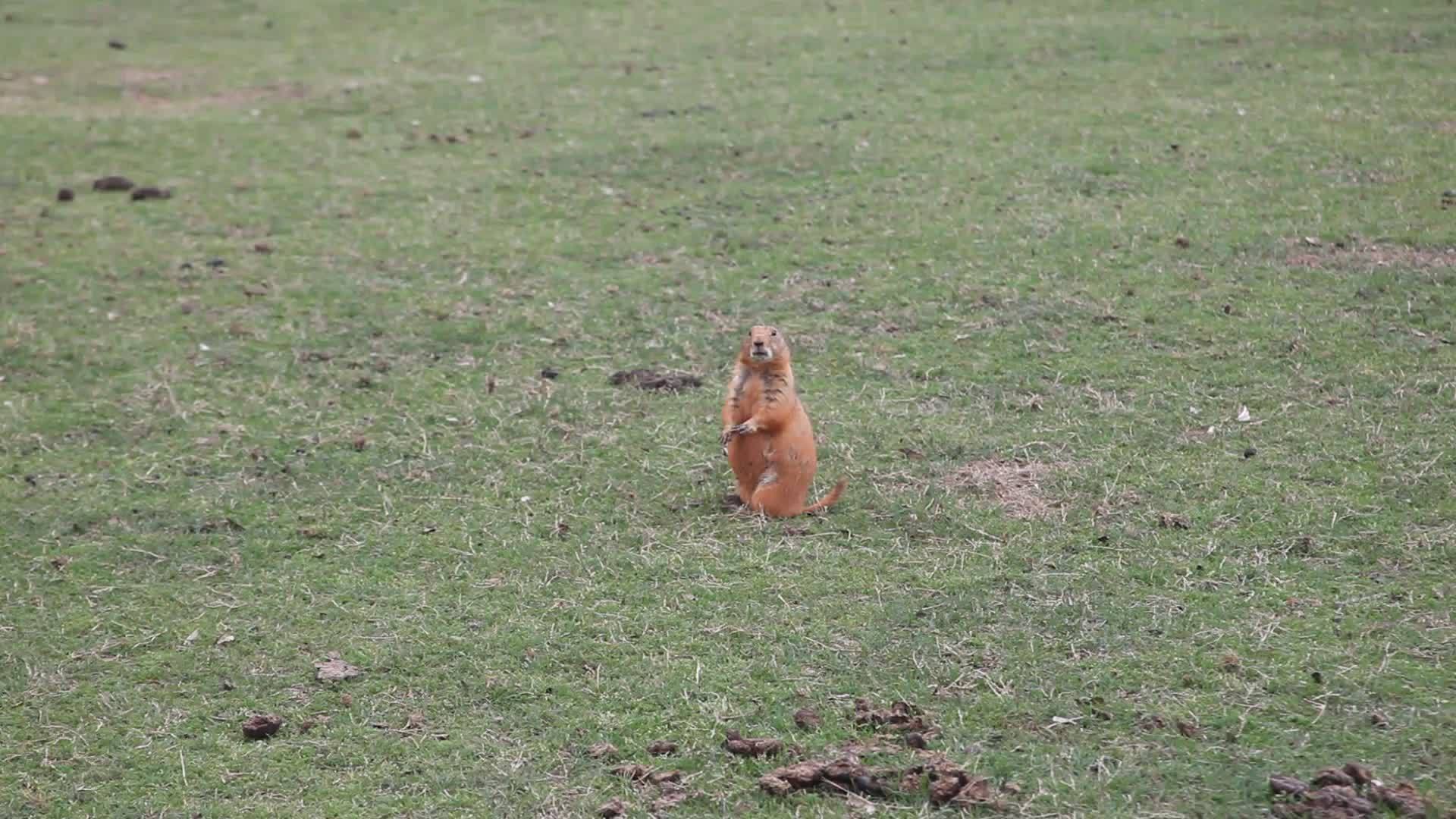 田里的草原狗视频的预览图