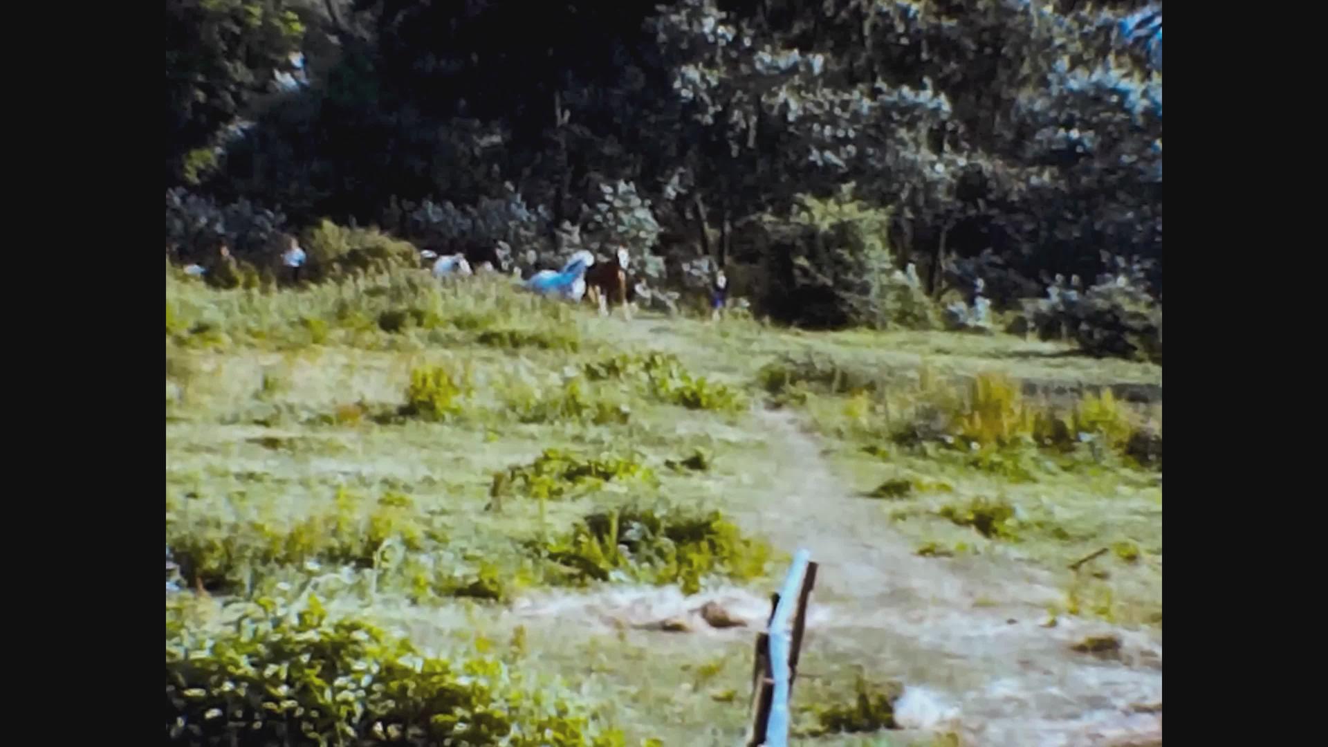 1965年统一王国马在草原上奔跑视频的预览图