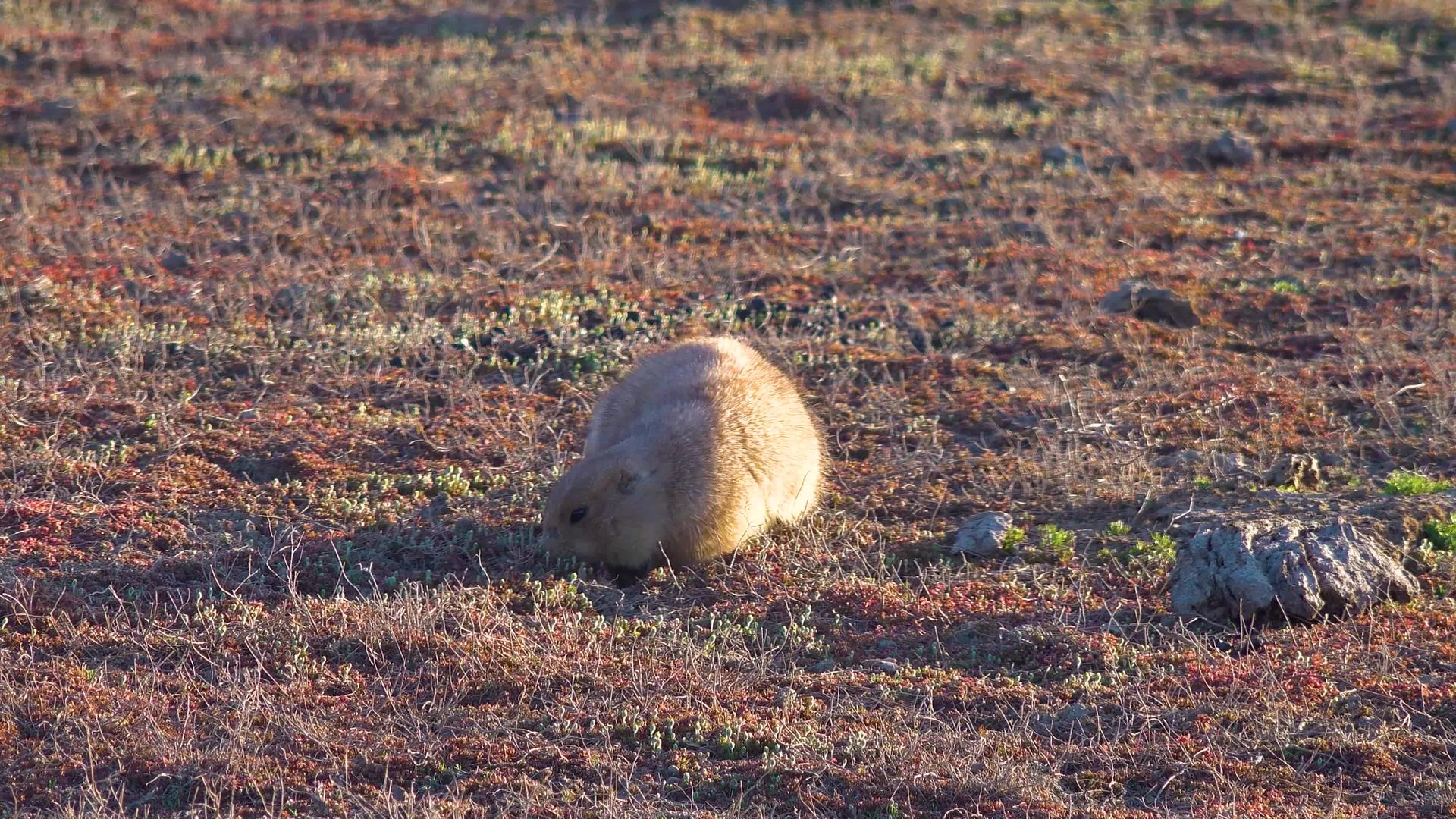 黑尾草在野外的水貂附近养狗cyronomicsludovicianus视频的预览图
