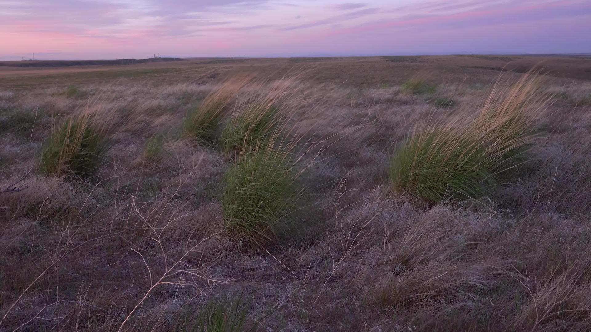 伊达奥的草原植被视频的预览图