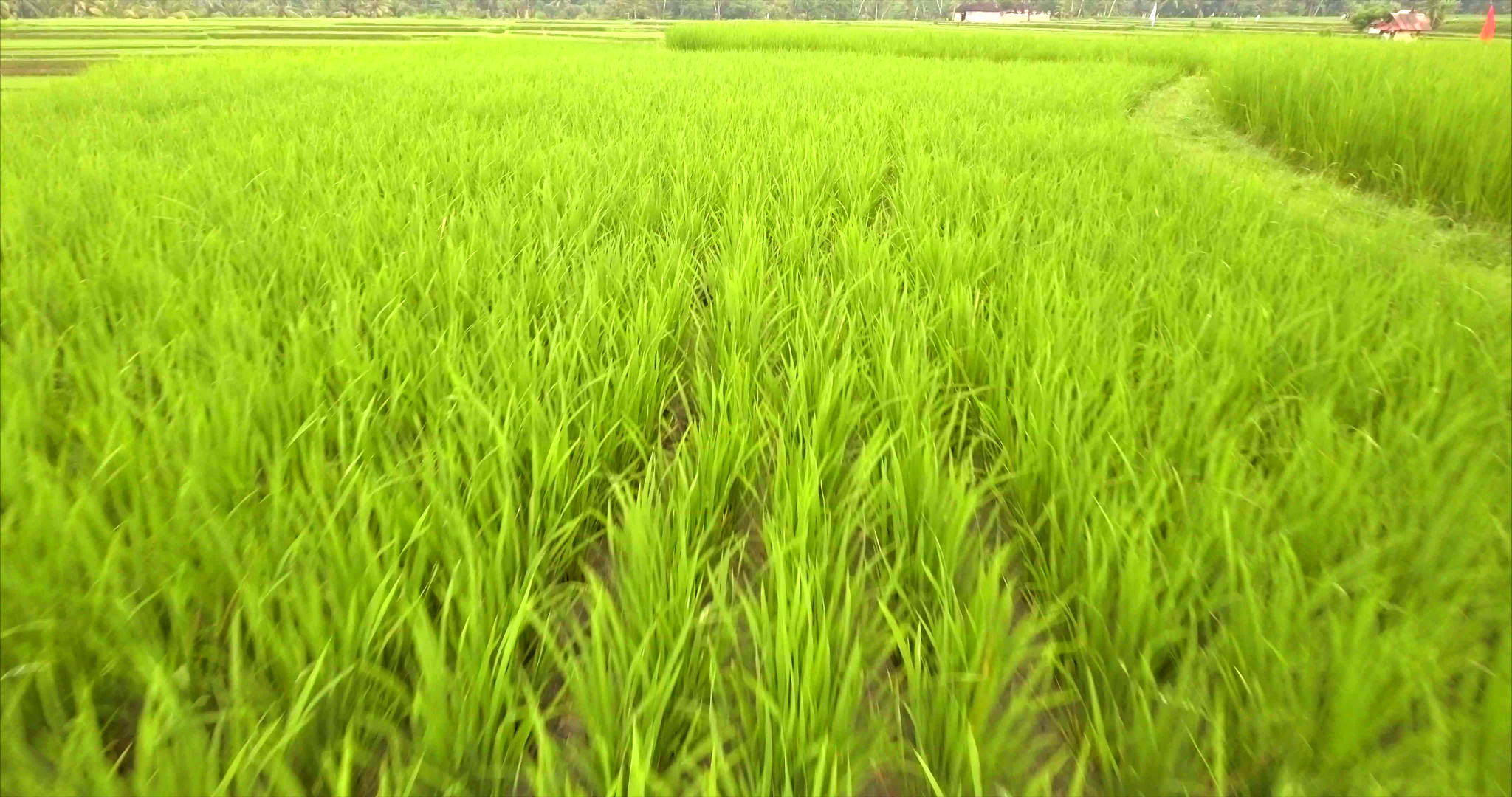 在小米的镜头上观察稻田视频的预览图