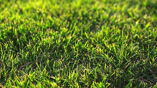 一片美丽的绿色草坪沐浴在温暖的阳光下视频的预览图