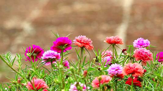 太阳植物粉红玫瑰在花园石头地板的背景中开花视频的预览图