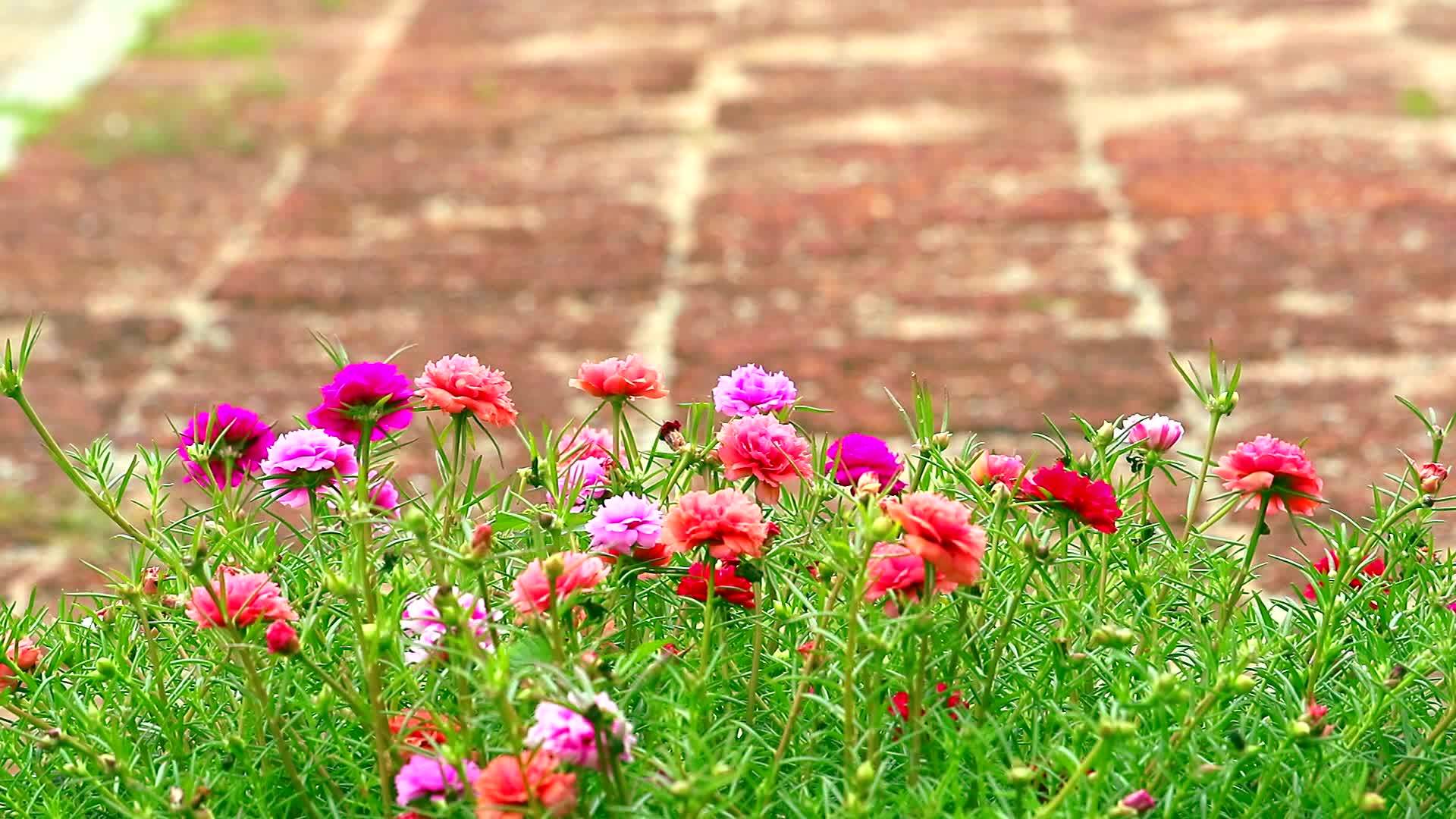 普尔斯兰玫瑰摩斯太阳植物粉红玫瑰花园石头地板背景视频的预览图