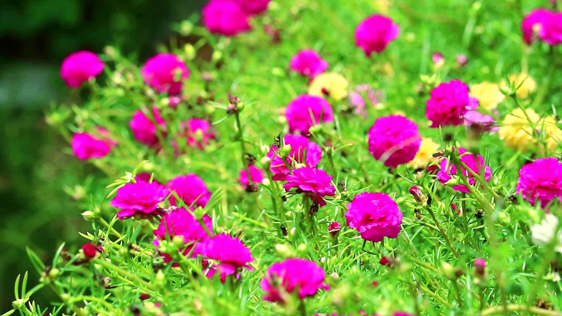 普斯兰帕斯利玫瑰苔丝太阳在花园里种植紫红色的花视频的预览图