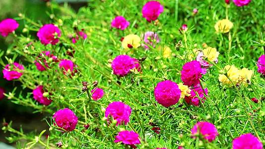 普斯兰普斯利玫瑰苔丝太阳在花园里种植红花视频的预览图