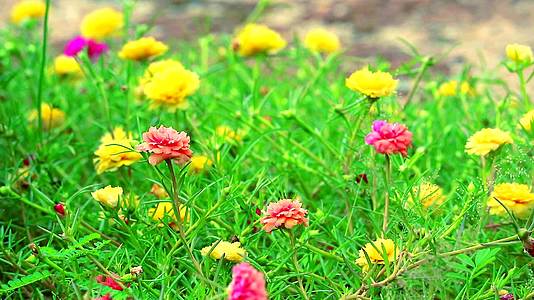 普斯兰玫瑰苔草太阳植物粉红玫瑰在花园里开花视频的预览图