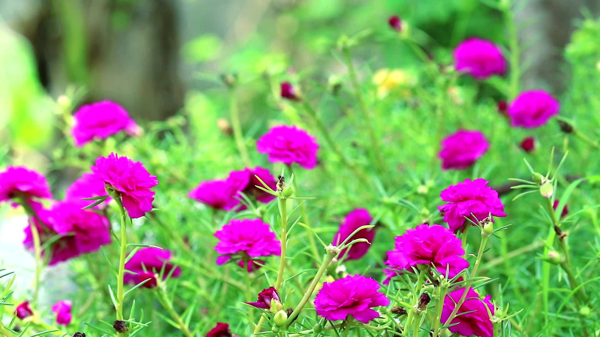 普斯林普斯利玫瑰苔丝太阳在花园里种植了红11视频的预览图