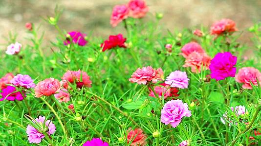 棕榈玫瑰摩斯太阳植物粉红色和紫色的花在花园里开花1视频的预览图