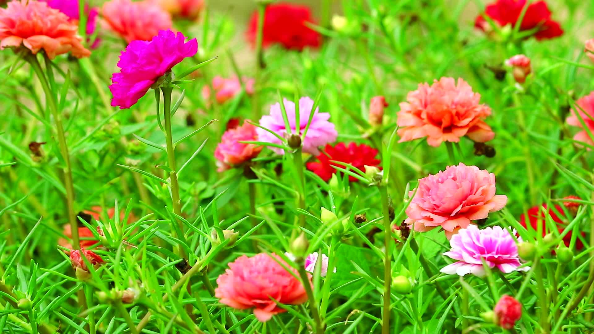 普斯林玫瑰摩斯太阳植物粉红玫瑰在花园里开花视频的预览图