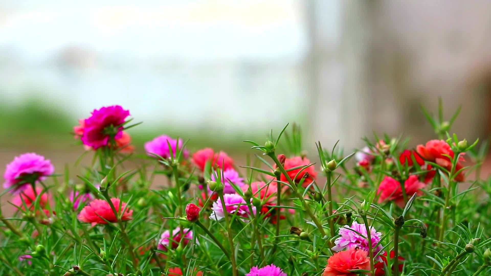 棕榈玫瑰摩斯太阳植物粉红色的紫色玫瑰在花园里开花视频的预览图