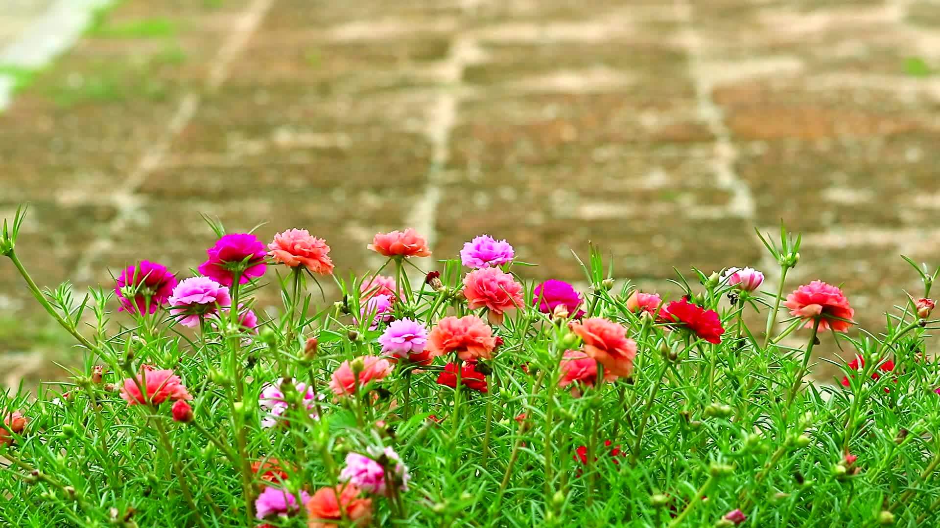玫瑰太阳植物粉红玫瑰在花园石地板的背景中绽放视频的预览图