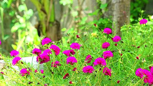 棕榈玫瑰摩斯太阳在花园里种植紫红色的花朵视频的预览图