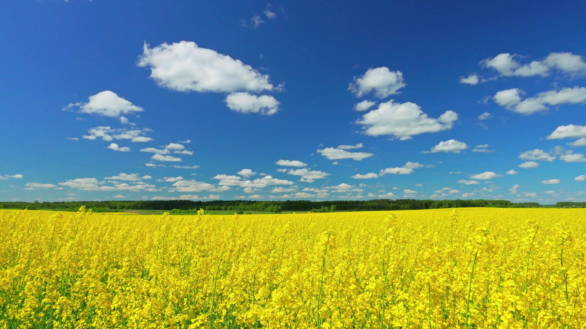 Canola字段全景视频的预览图