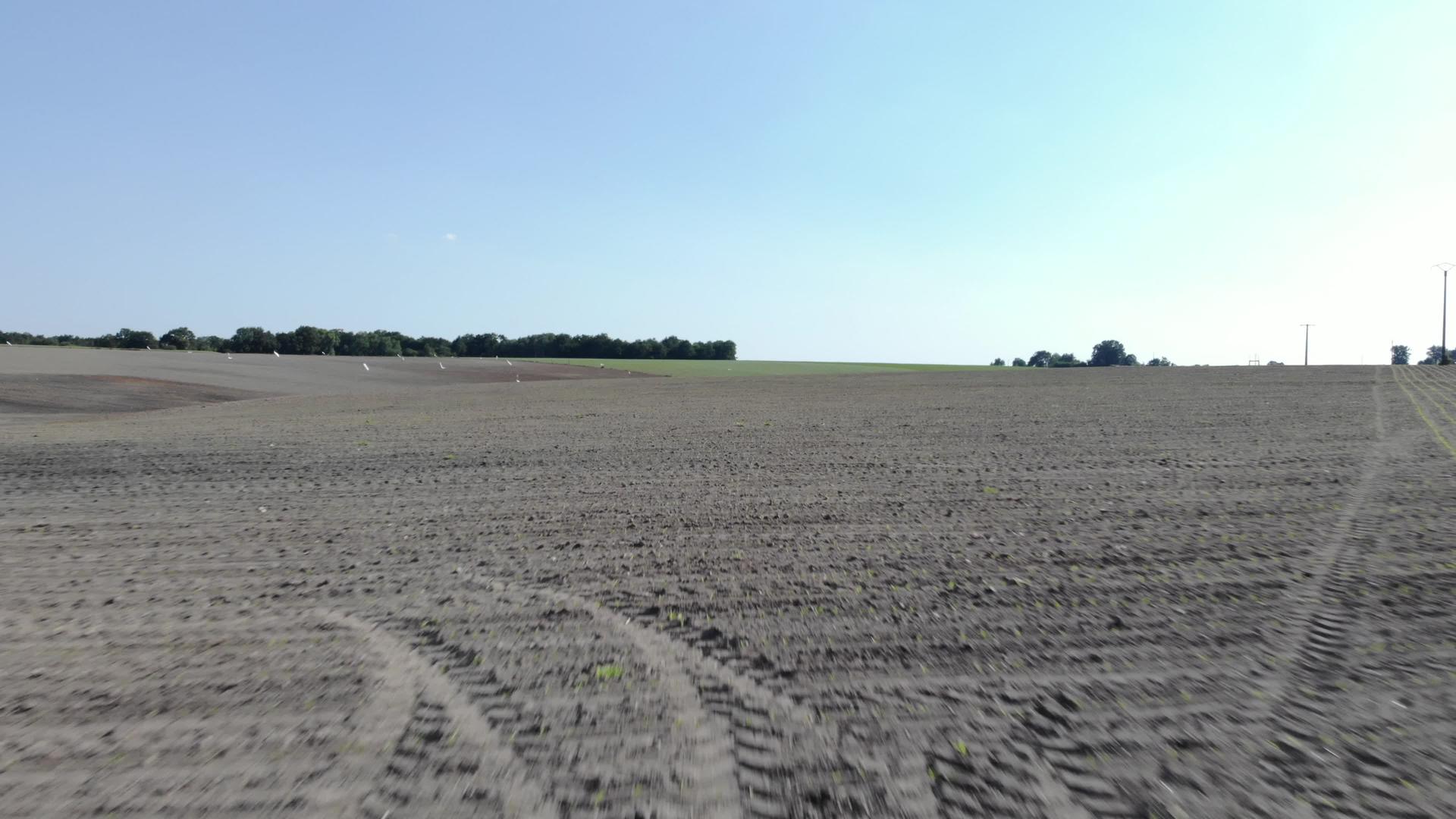 小麦和玉米的字段视频的预览图