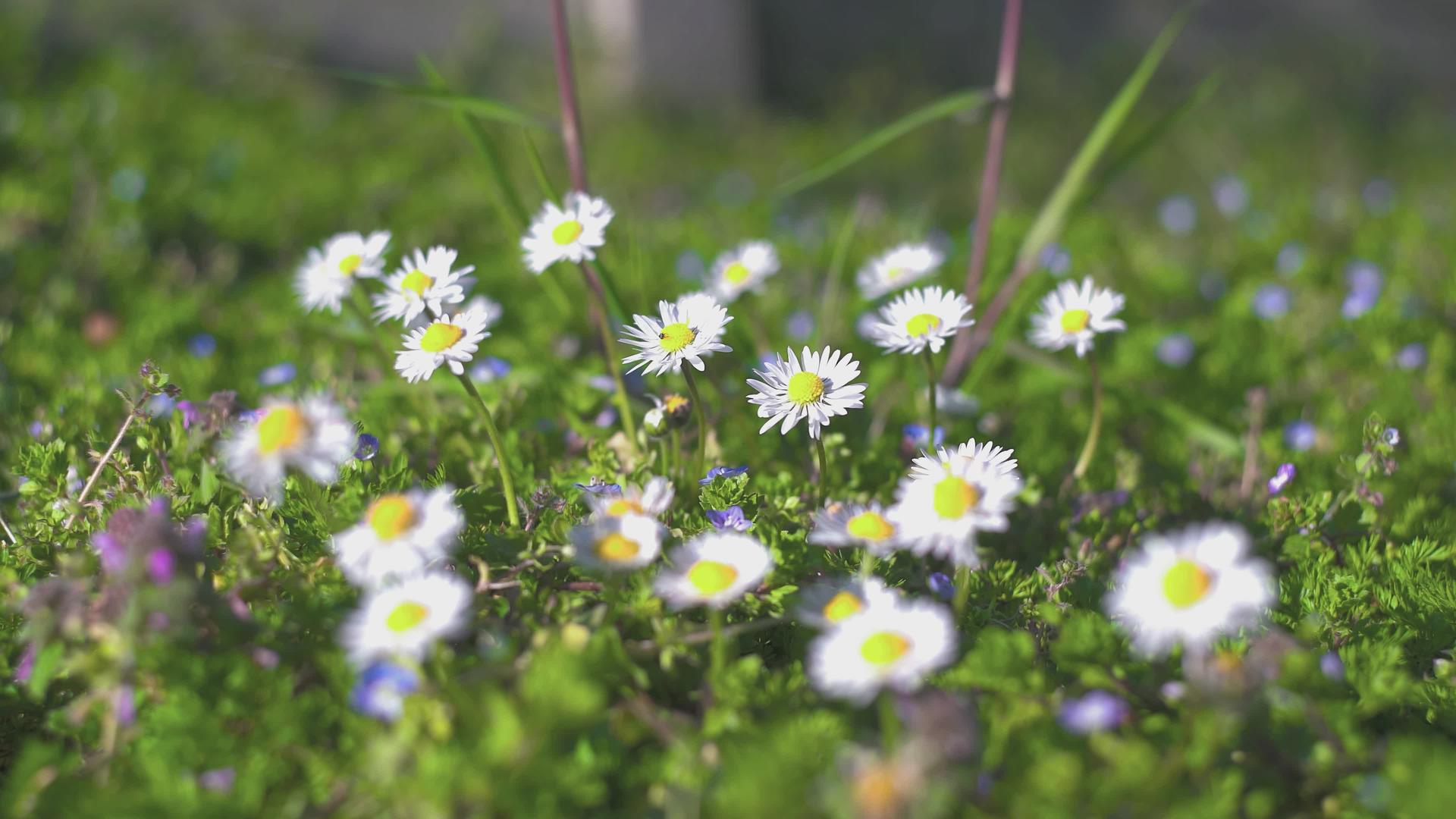春天4号草地上的菊花视频的预览图