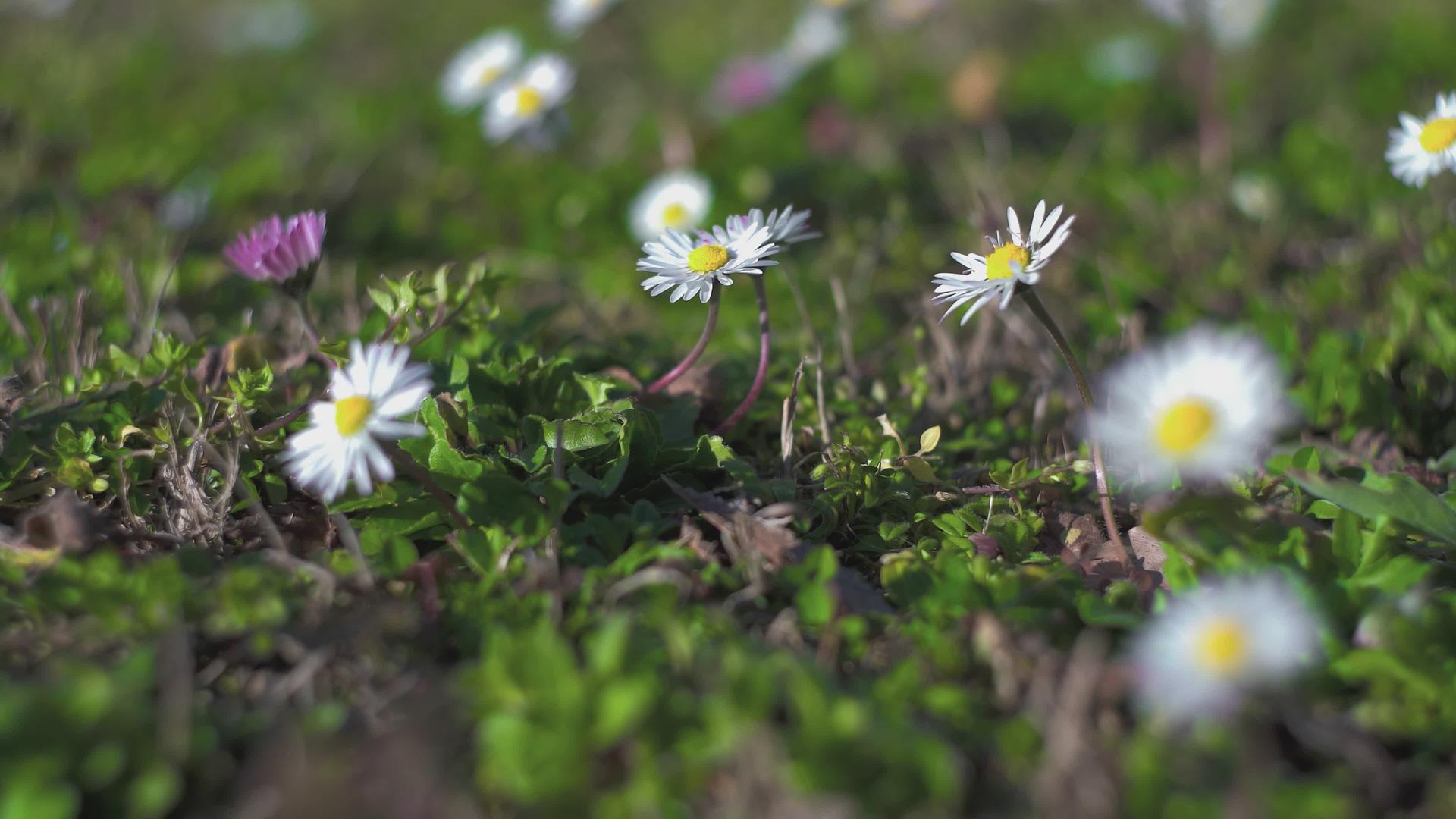 春天2号草地上的菊花视频的预览图