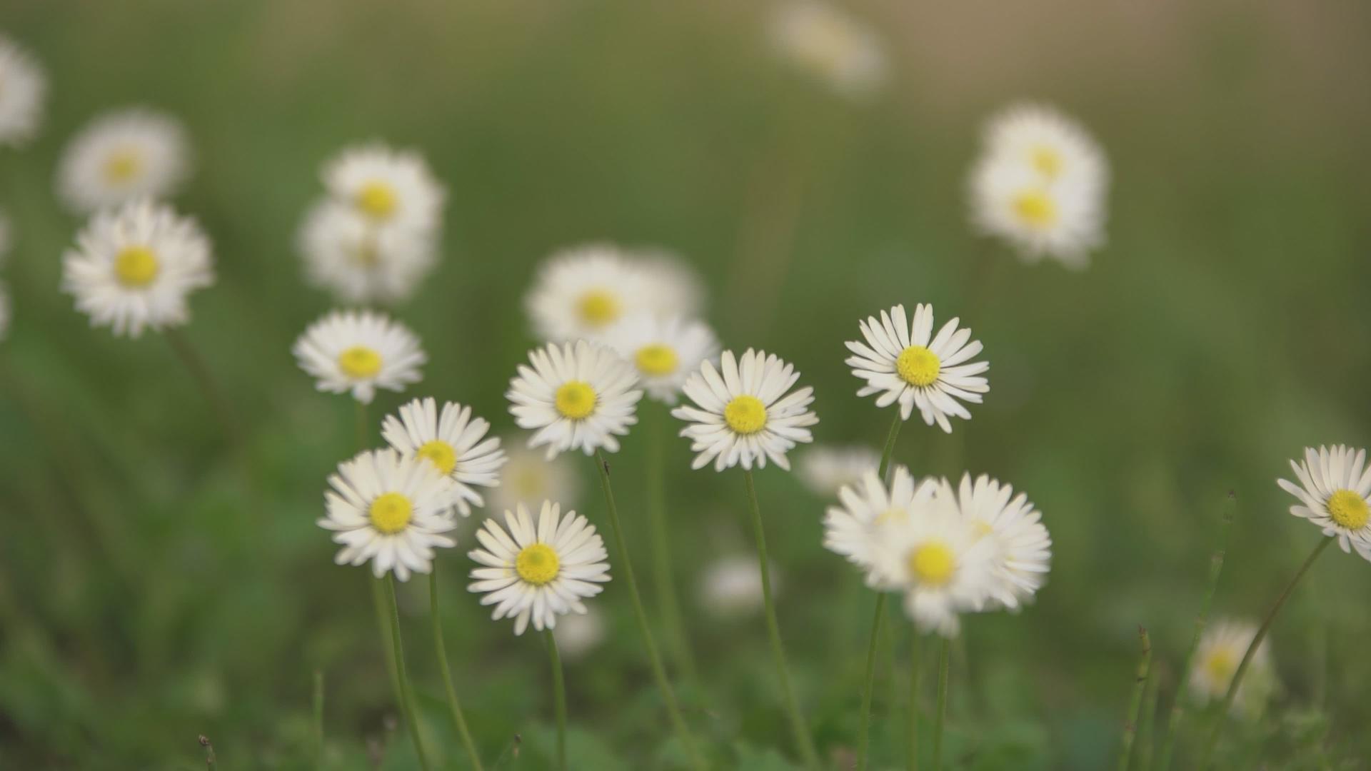 草地3中的春菊视频的预览图