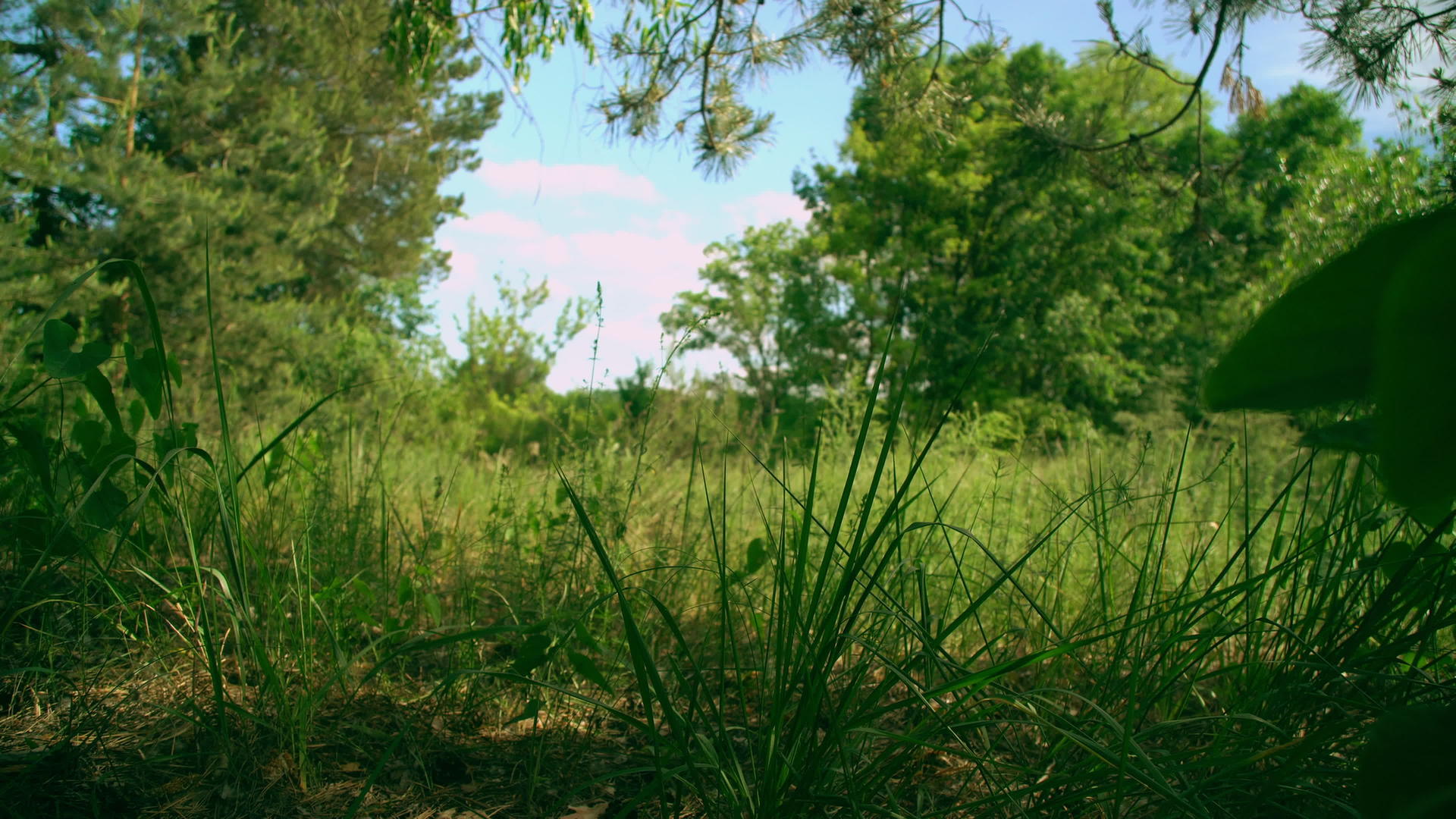 迷人的草原在美丽的乡村视频的预览图