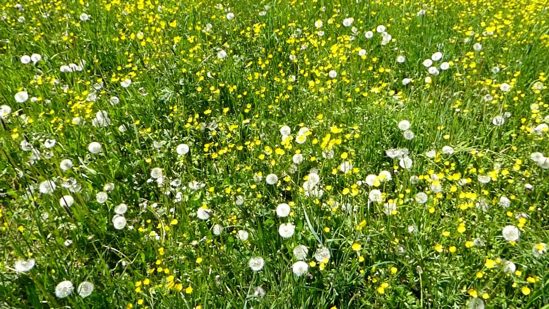 春天在德国的草地上有奶油酱视频的预览图