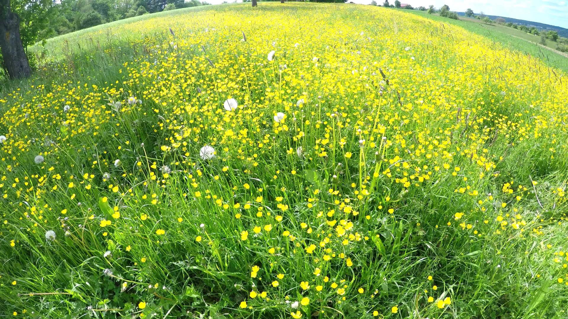 春天在德国的草地上有奶油酱视频的预览图