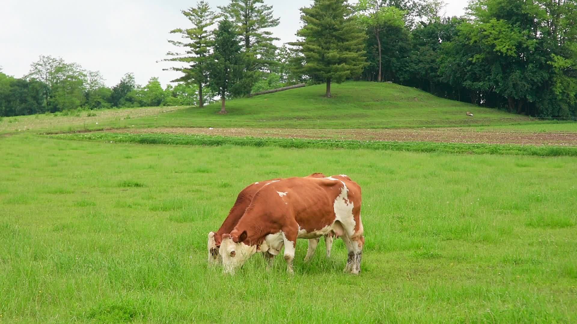 奶牛视频的预览图