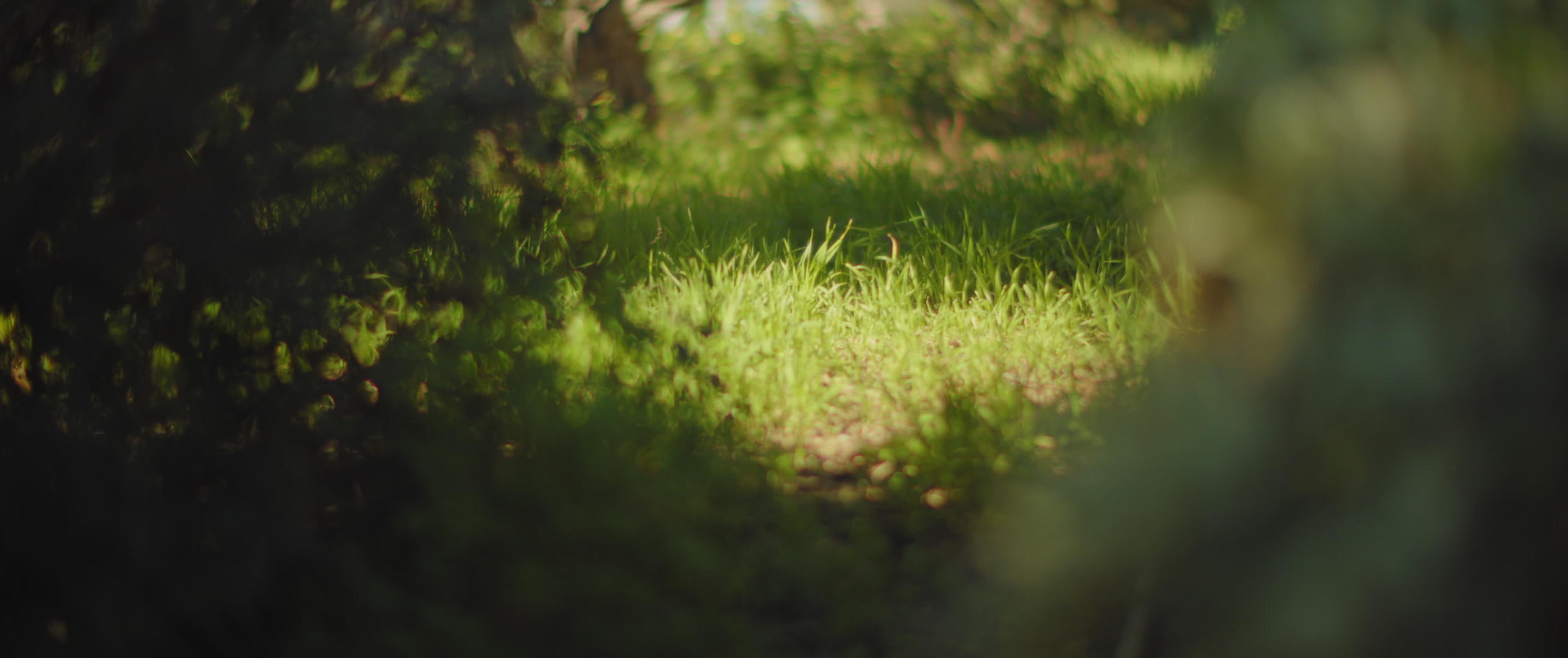 阳光照耀在公园的绿草上视频的预览图